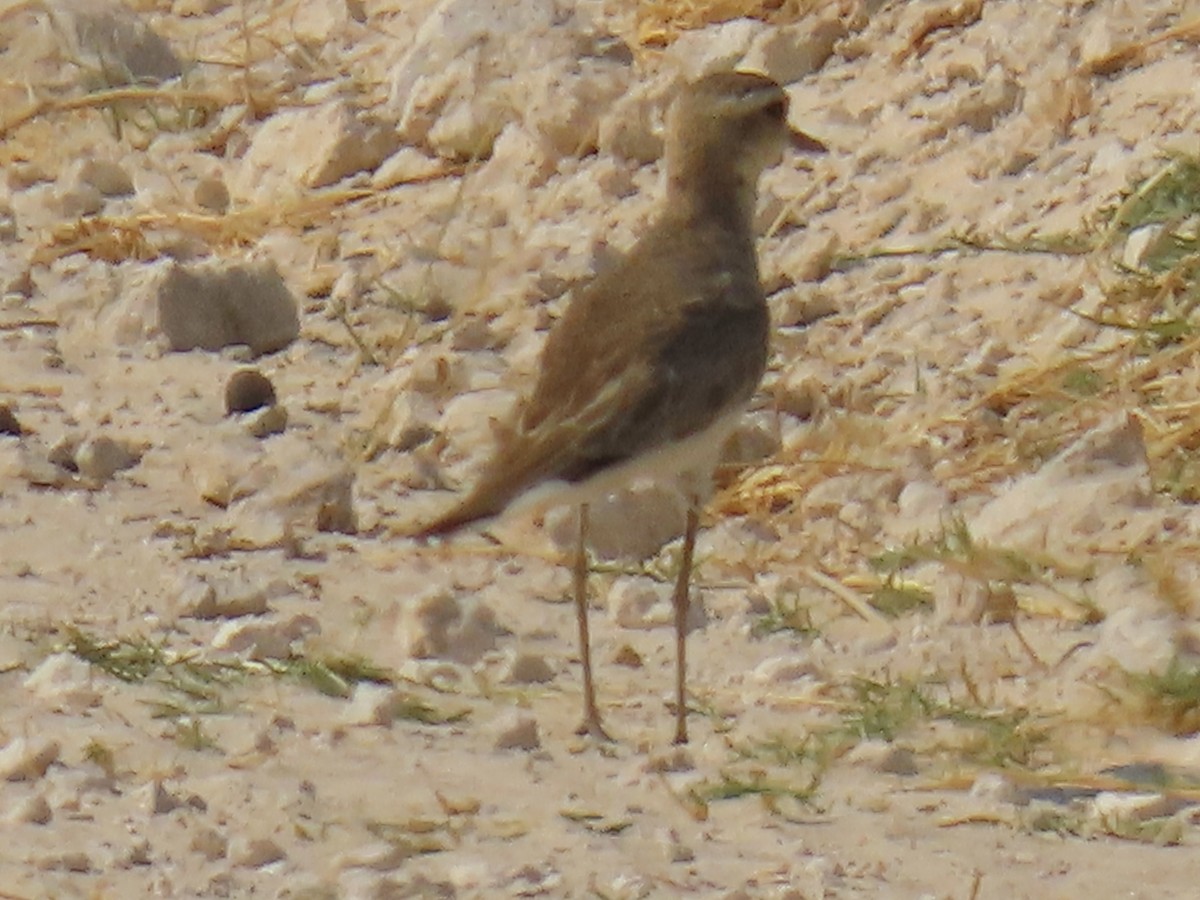 Caspian Plover - ML640852459