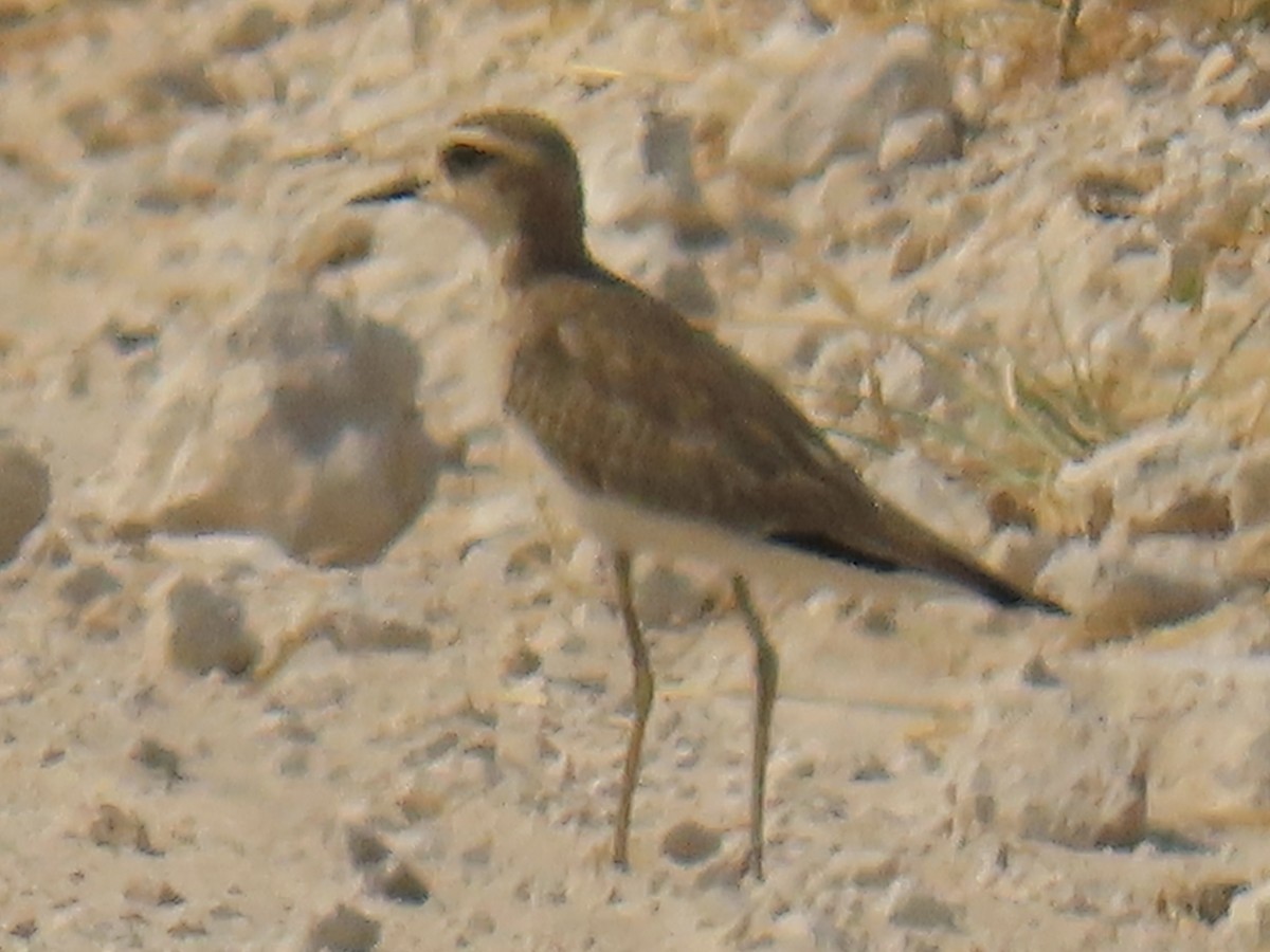 Caspian Plover - ML640852460