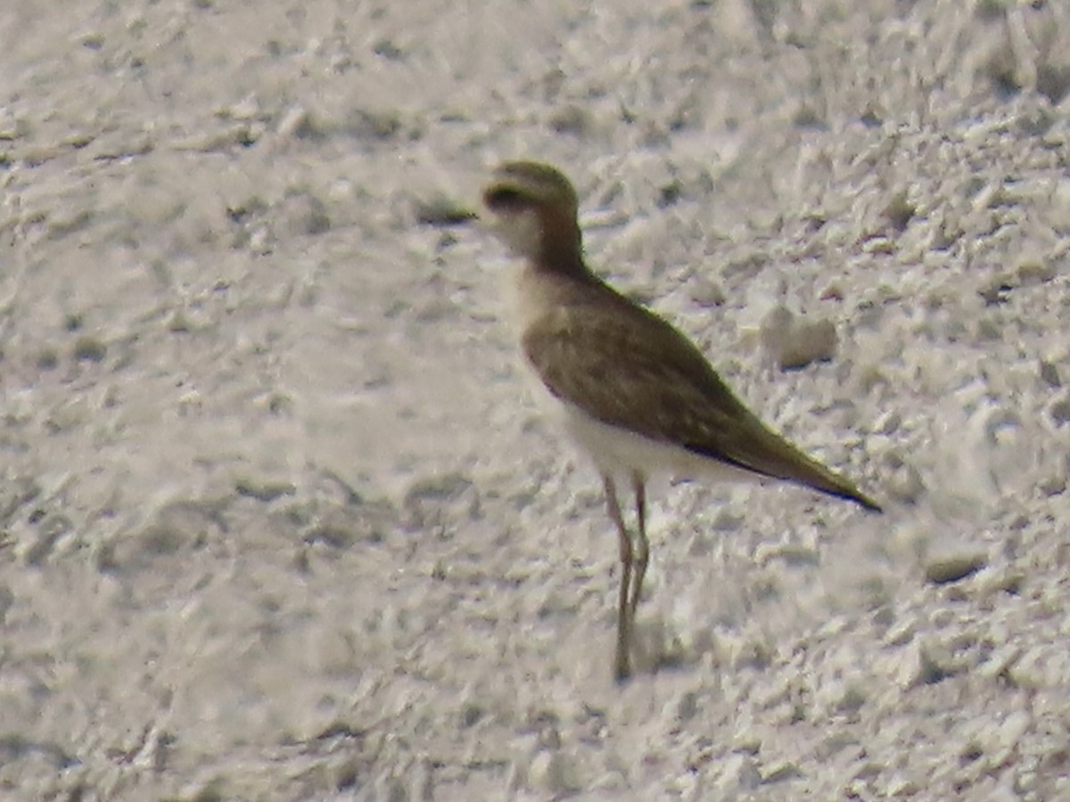 Caspian Plover - ML640852463