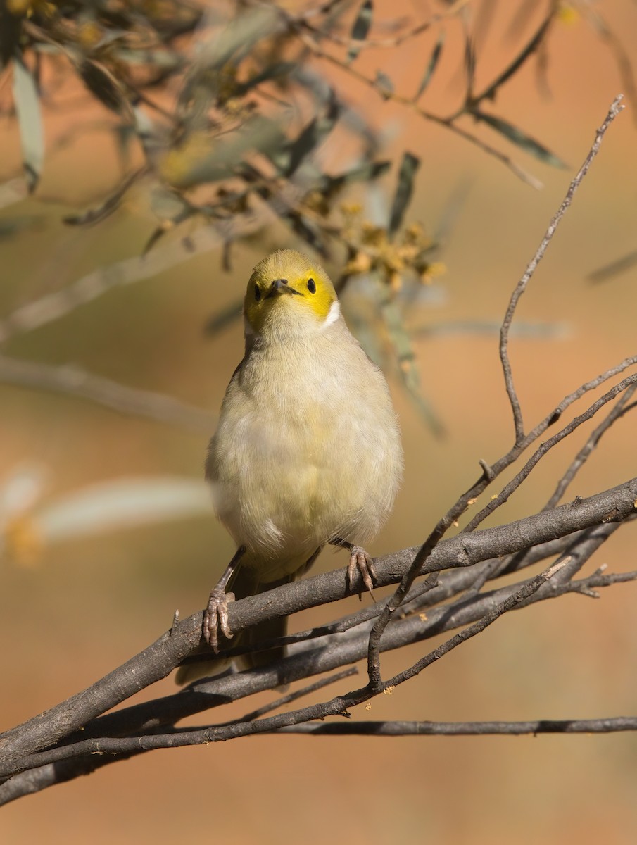White-plumed Honeyeater - ML640852484
