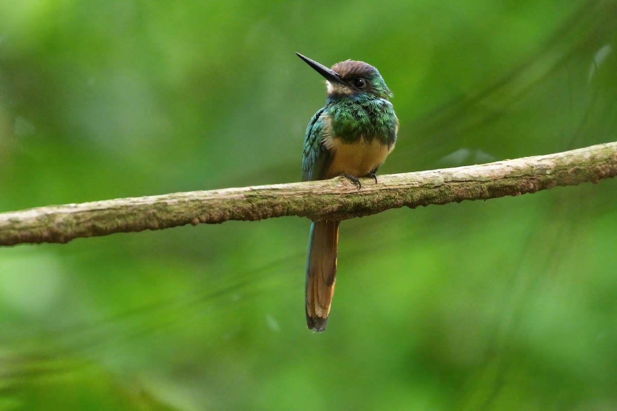 White-chinned Jacamar - ML640852485