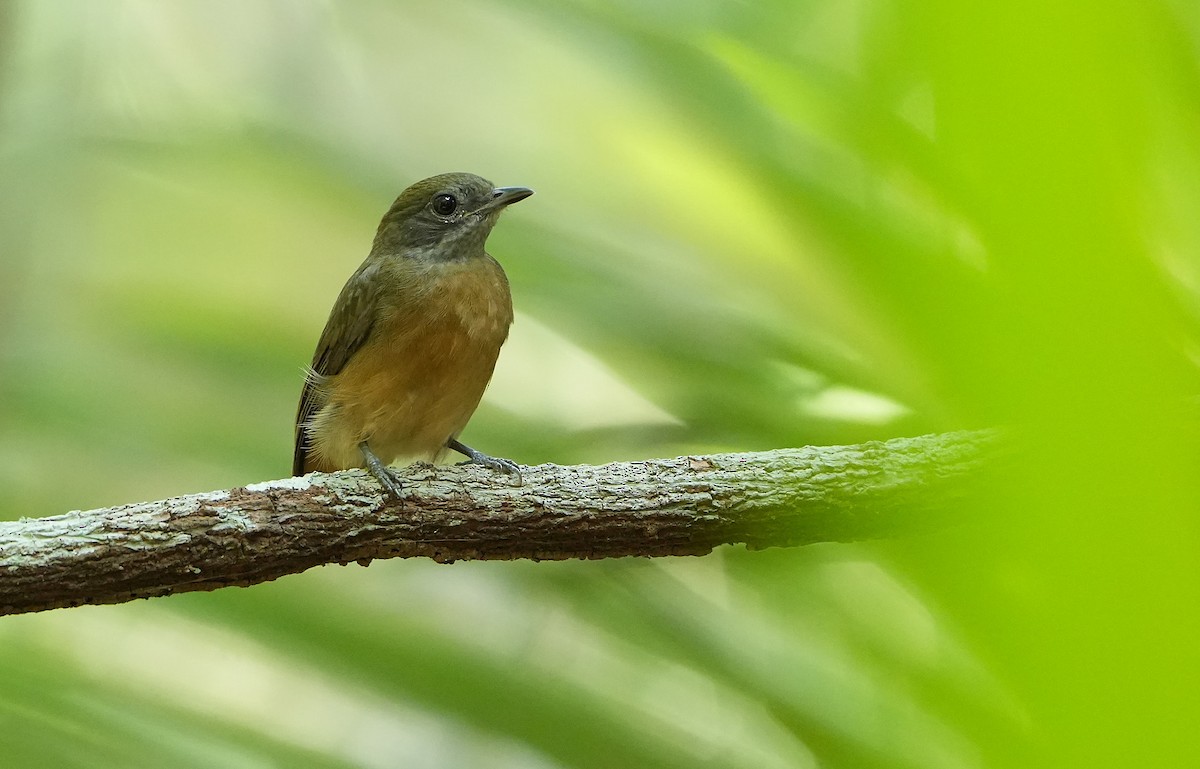 Flame-crowned Manakin - ML640852527