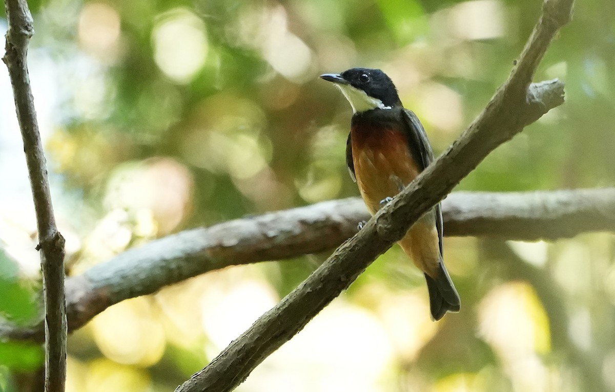 Flame-crowned Manakin - ML640852528
