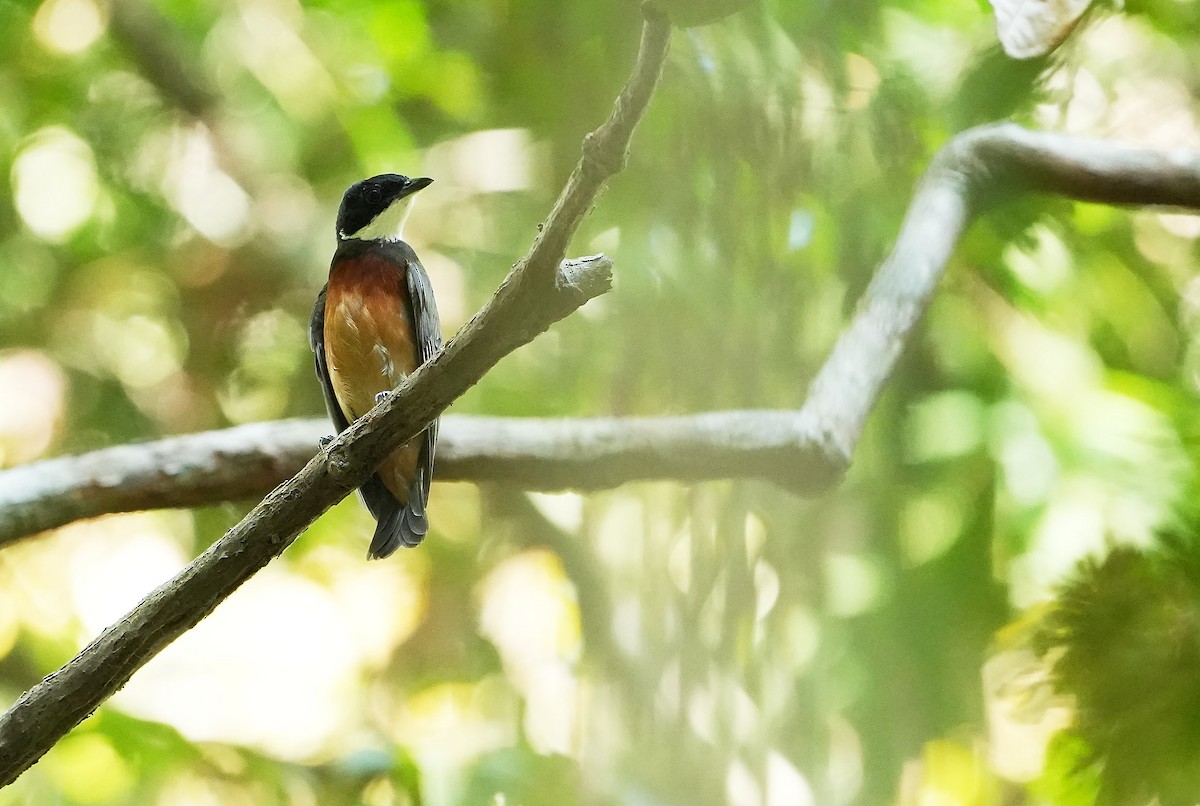 Flame-crowned Manakin - ML640852529