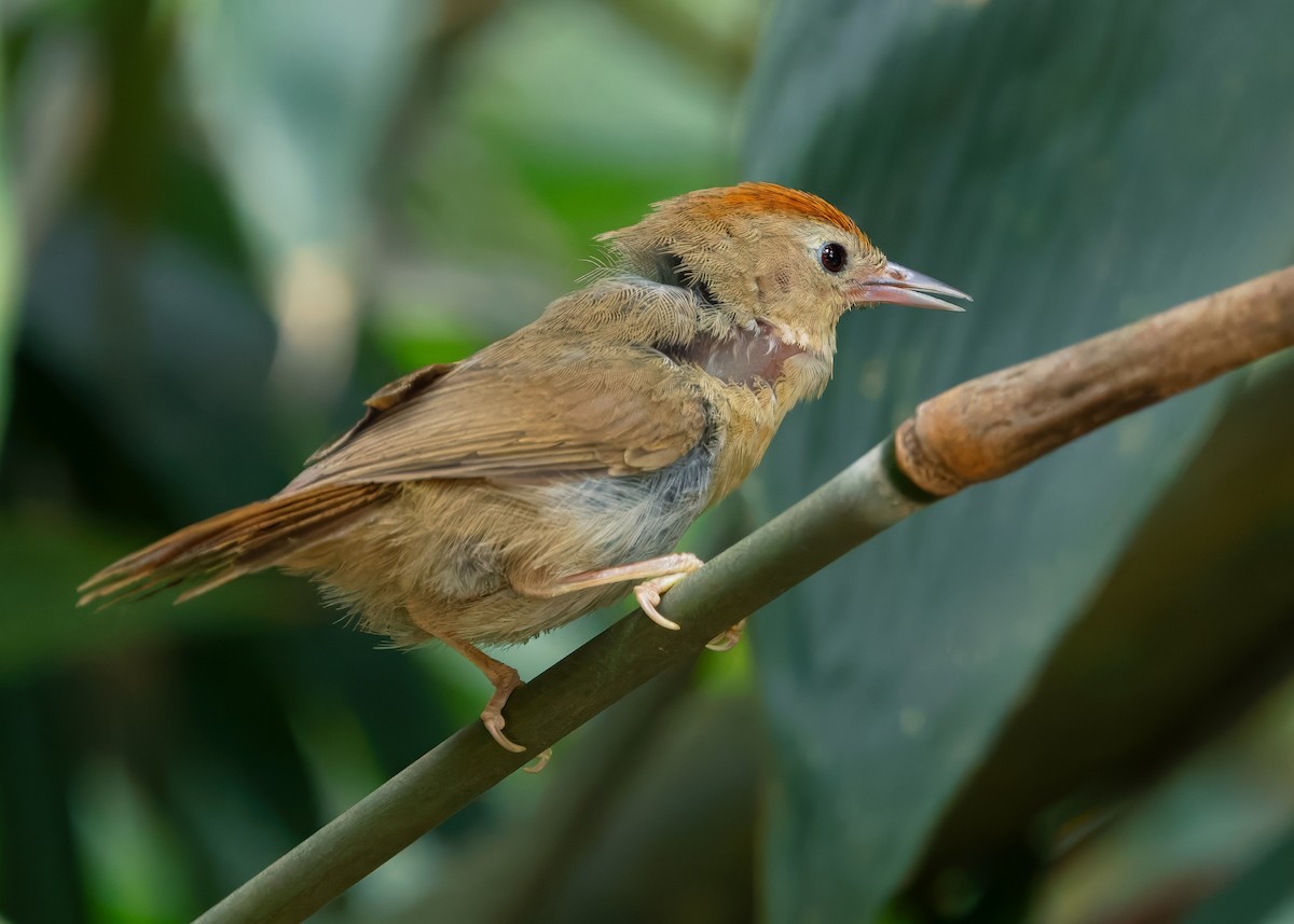 Rufous-fronted Babbler (Rufous-fronted) - ML640852531
