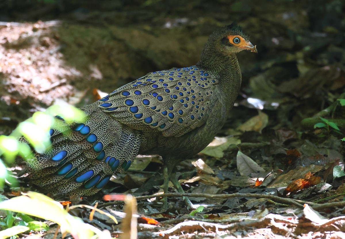 Malayan Peacock-Pheasant - ML640852541