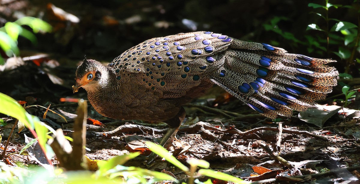 Malayan Peacock-Pheasant - ML640852542