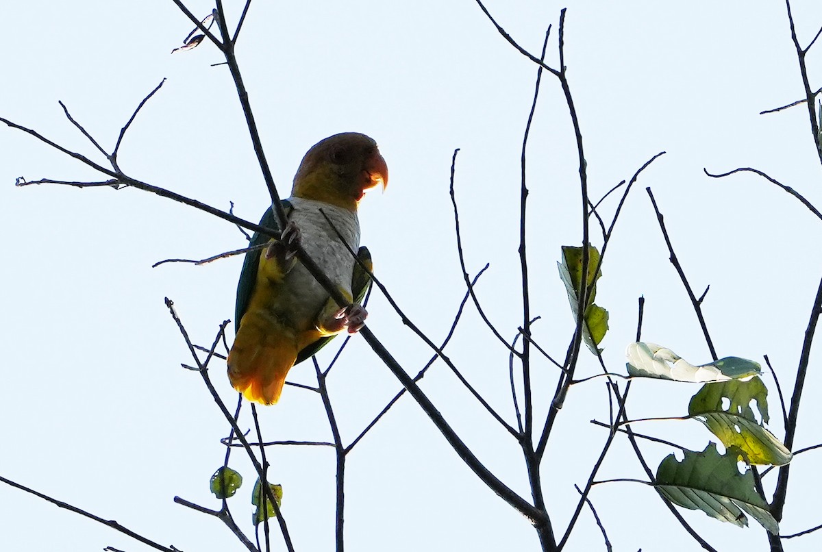 White-bellied Parrot - ML640852570