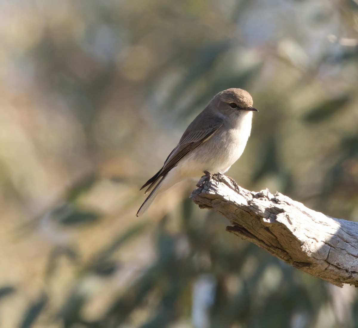 Jacky-winter - ML640852574