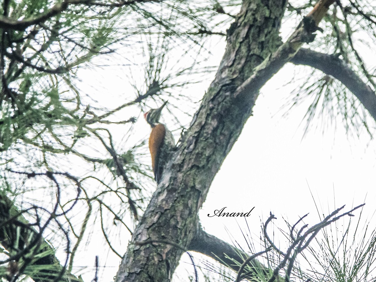Greater Flameback - ML640852575