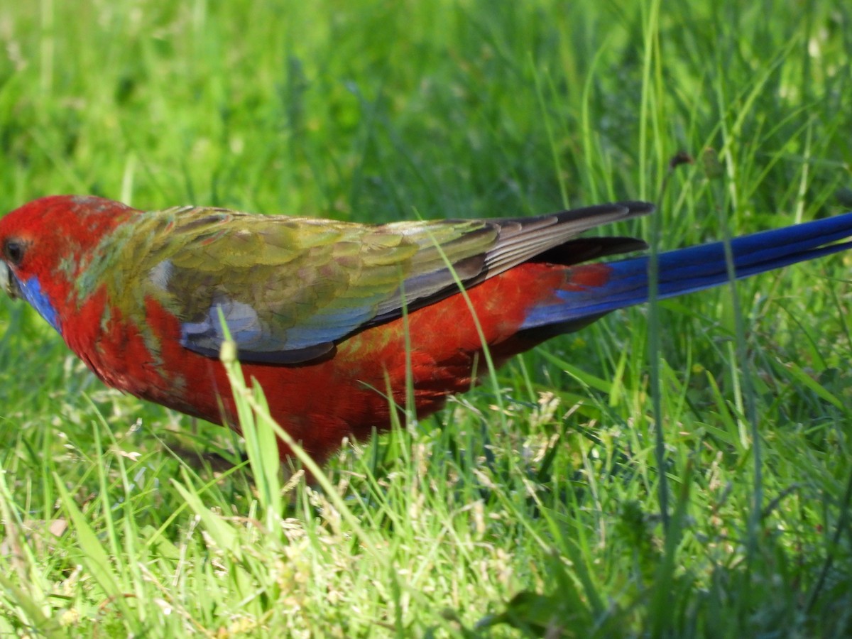 Crimson Rosella - ML640852579