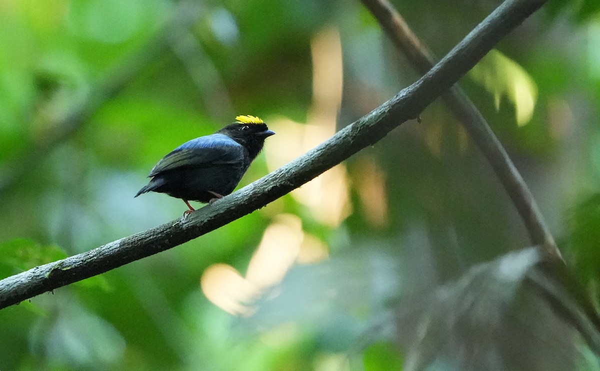 Blue-backed Manakin - ML640852603