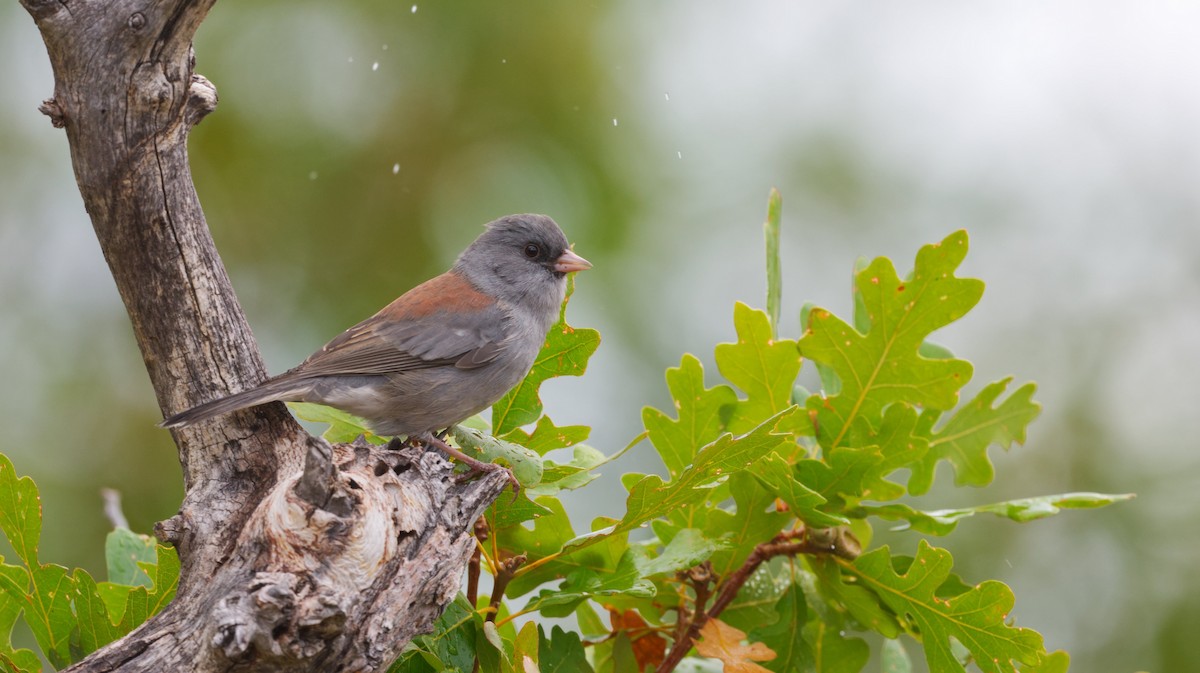 Dark-eyed Junco (Gray-headed) - ML640852607