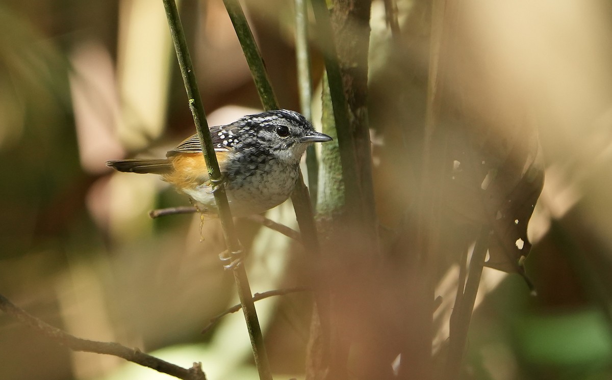 Manicore Warbling-Antbird - ML640852617