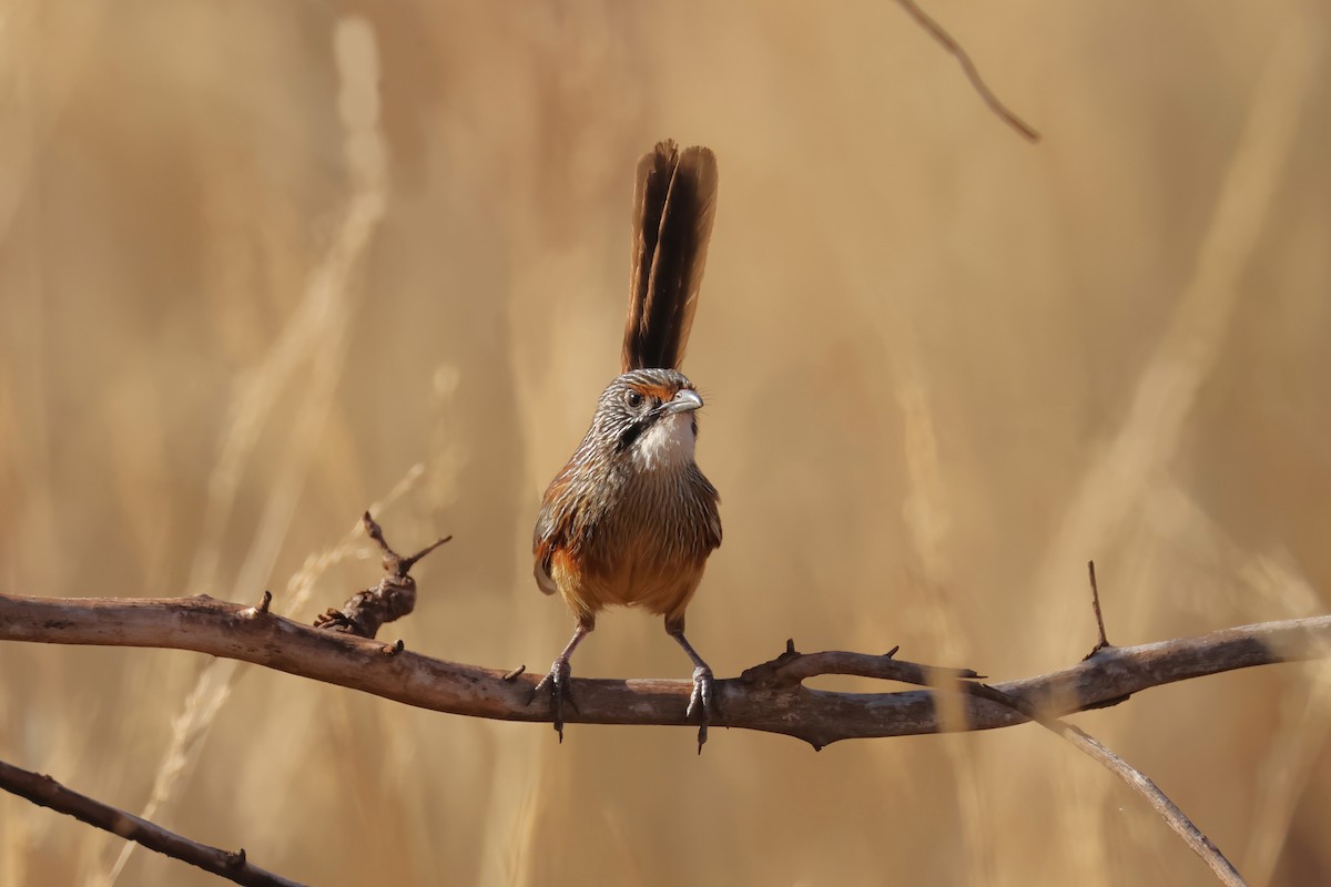 Pilbara Grasswren - ML640852697