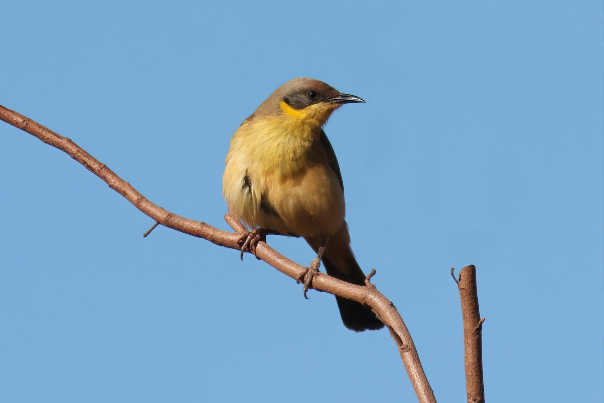Gray-headed Honeyeater - ML640852708