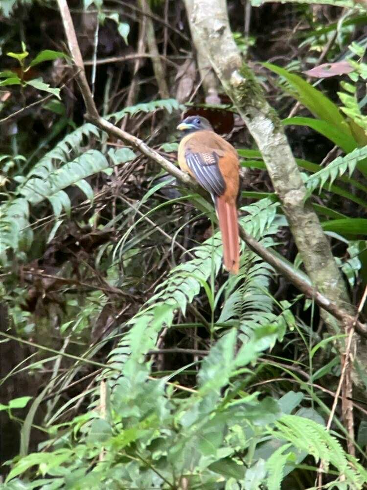 Philippine Trogon - ML640852716
