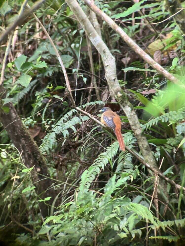Philippine Trogon - ML640852717
