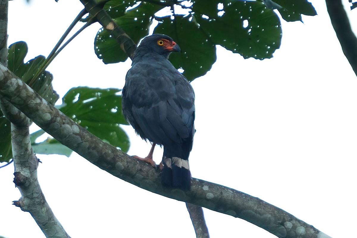 Slate-colored Hawk - ML640852736