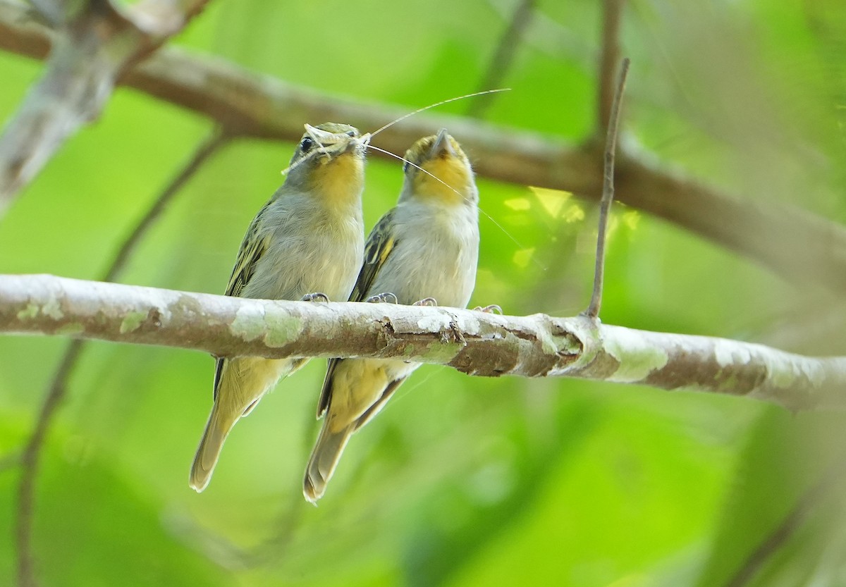 Wing-barred Piprites - ML640852738