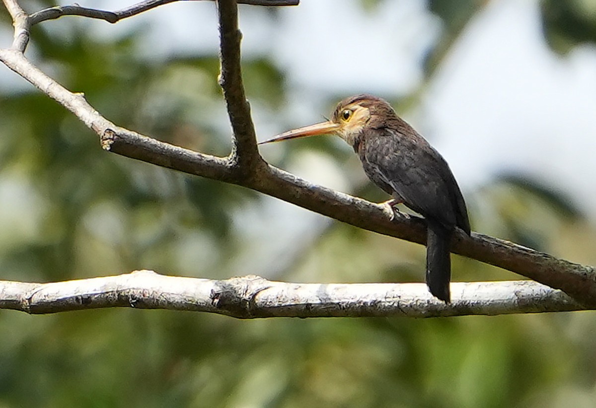 White-throated Jacamar - ML640852771
