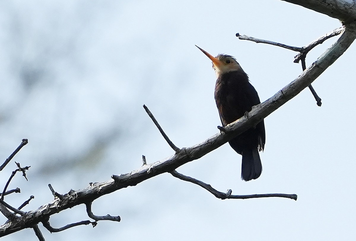 White-throated Jacamar - ML640852772