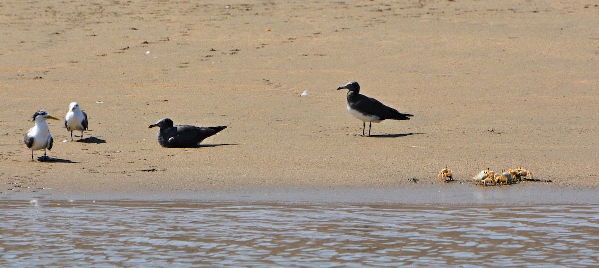 Sooty Gull - ML640852796