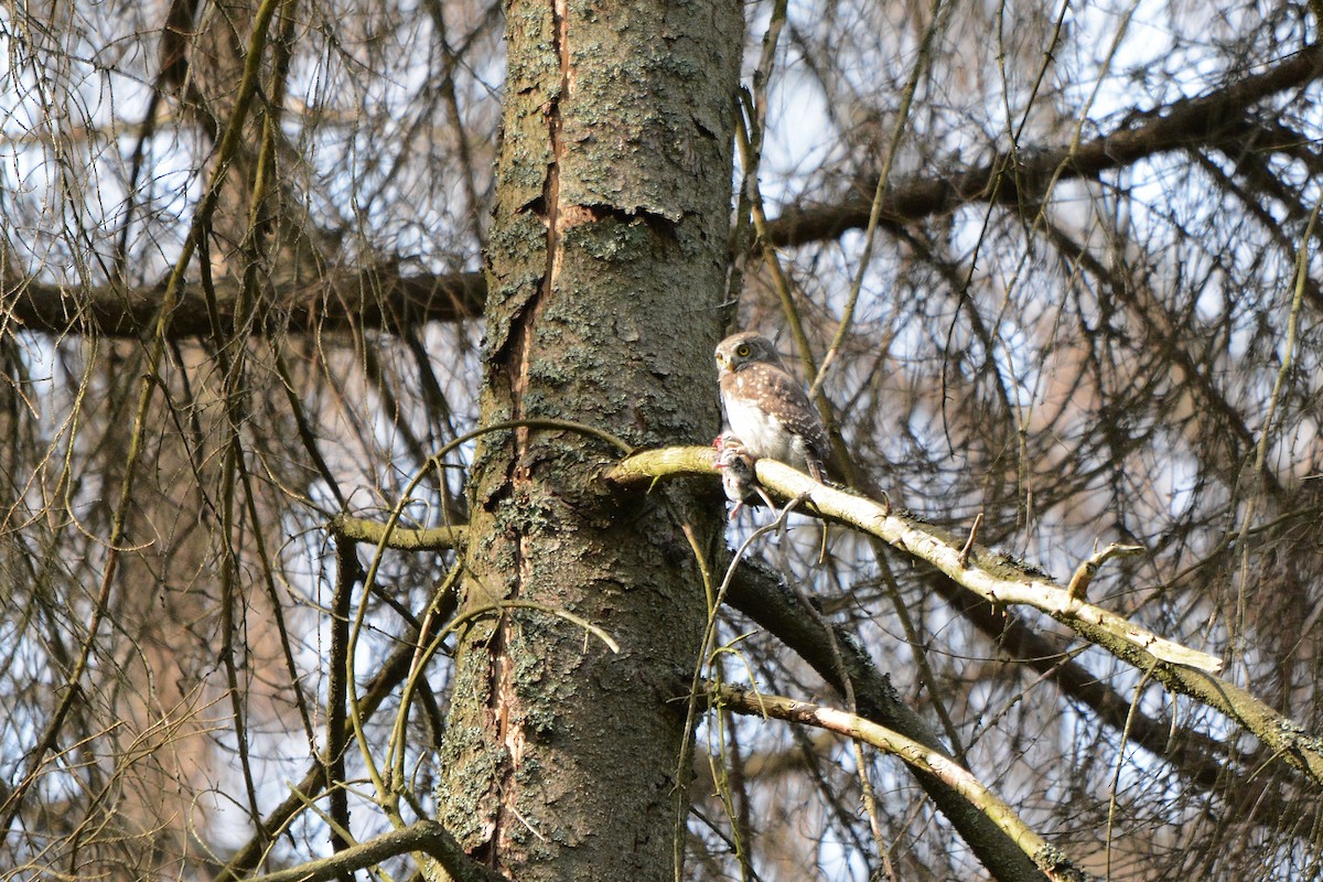 Eurasian Pygmy-Owl - ML640852814