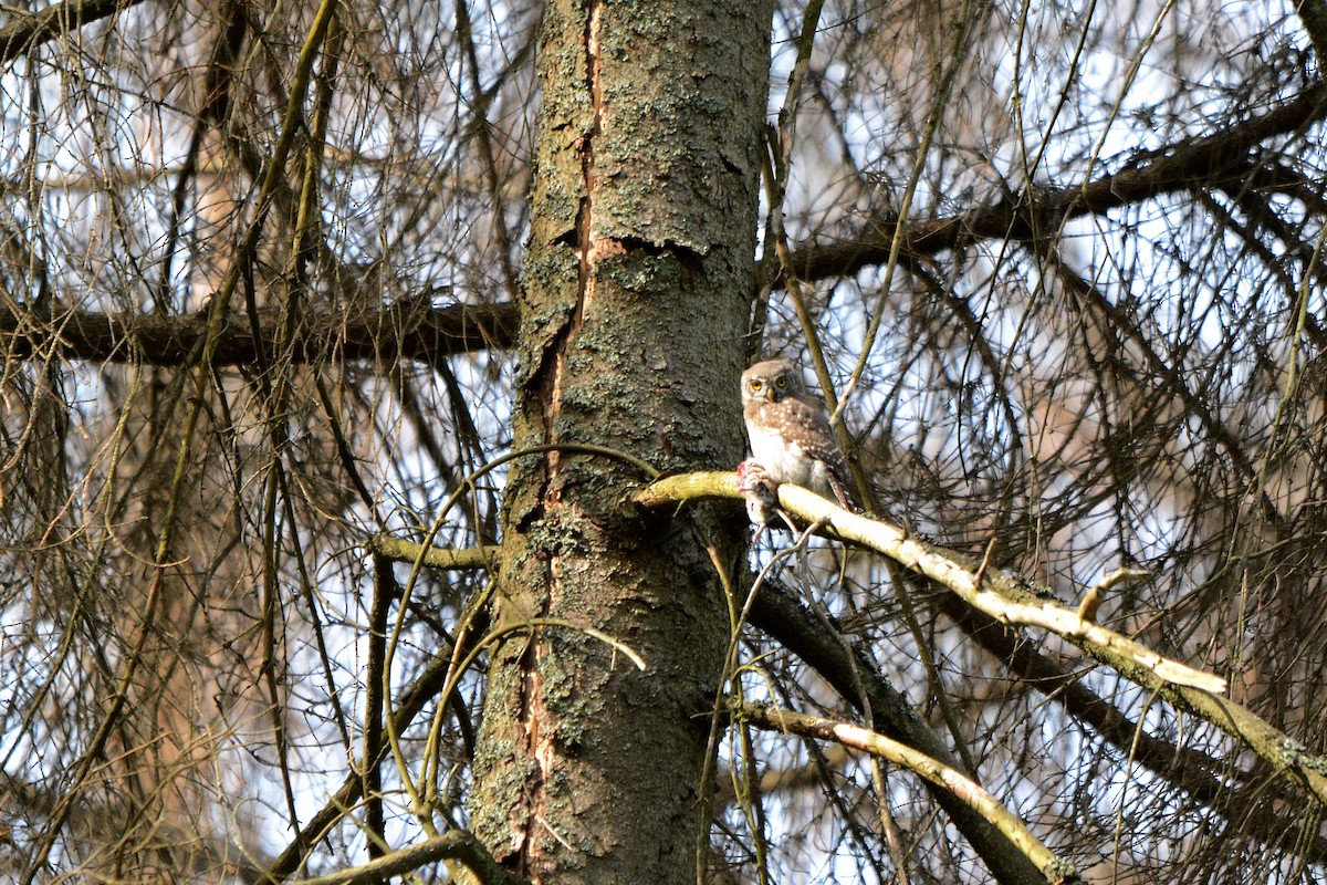 Eurasian Pygmy-Owl - ML640852815