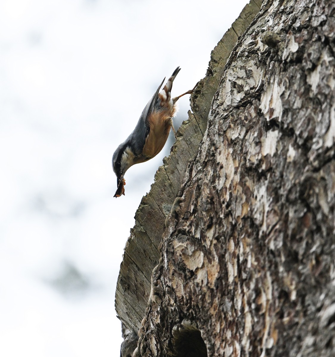 Eurasian Nuthatch (Western) - ML640852851