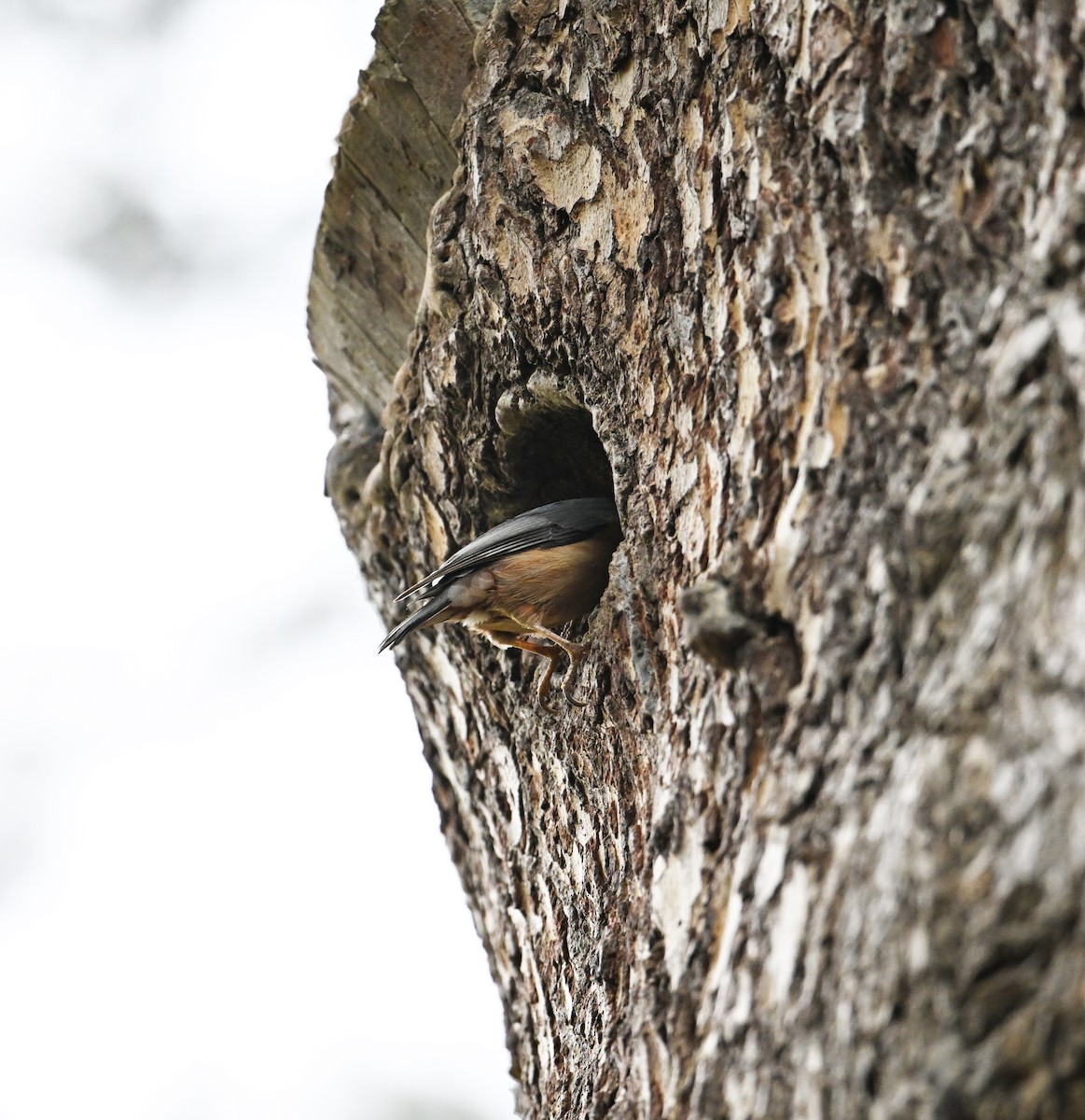 Eurasian Nuthatch (Western) - ML640852853