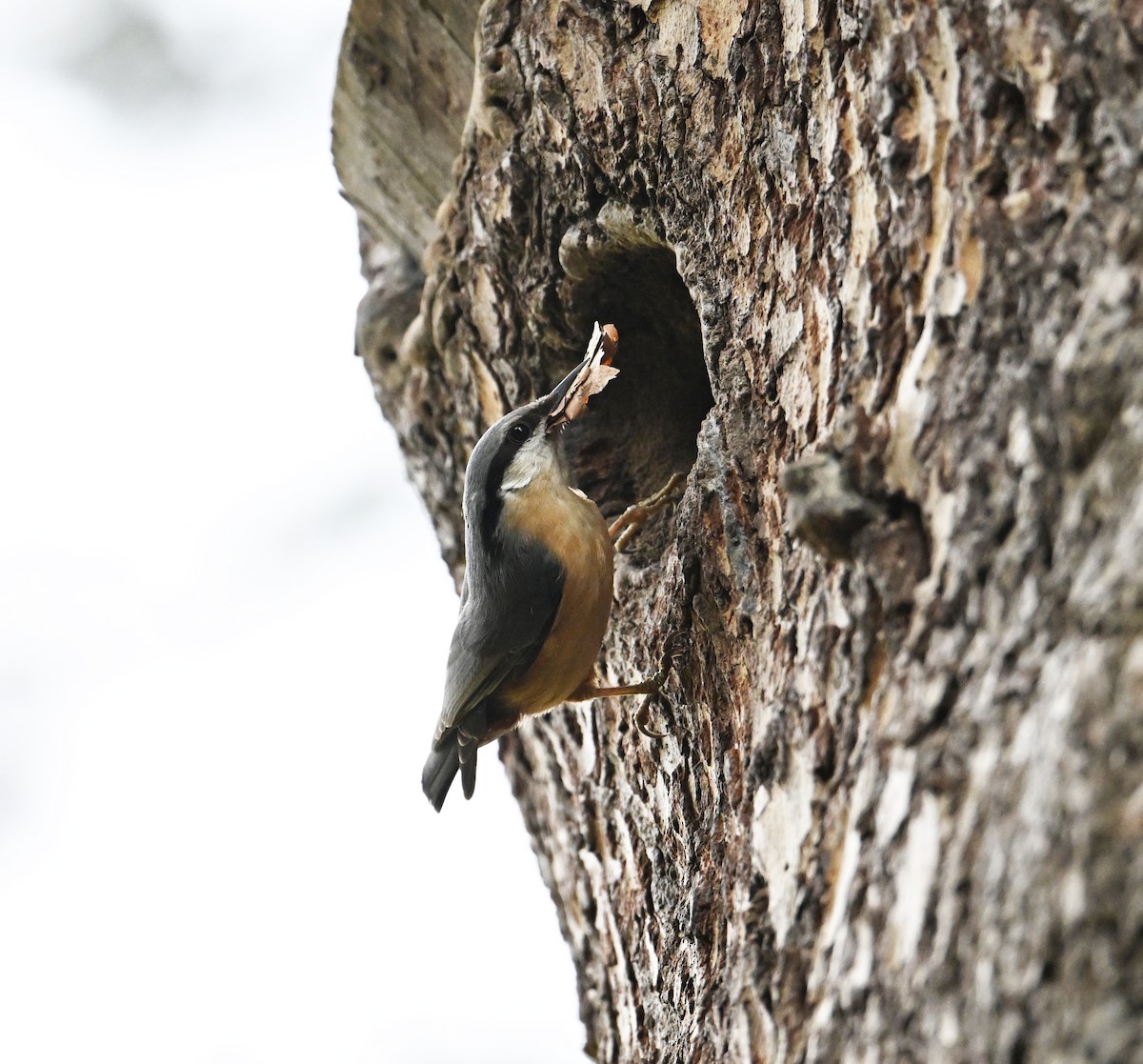 Eurasian Nuthatch (Western) - ML640852854