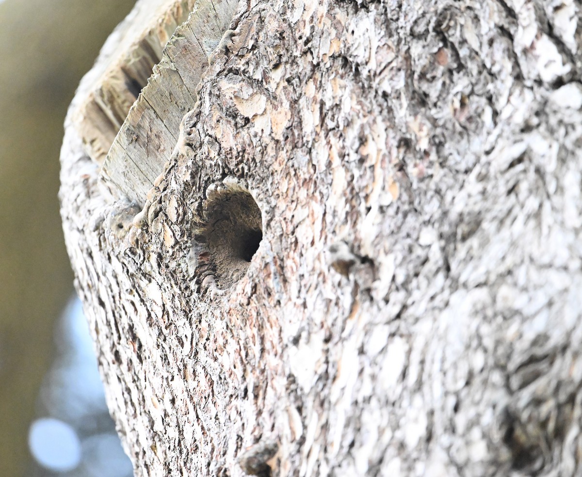 Eurasian Nuthatch (Western) - ML640852855