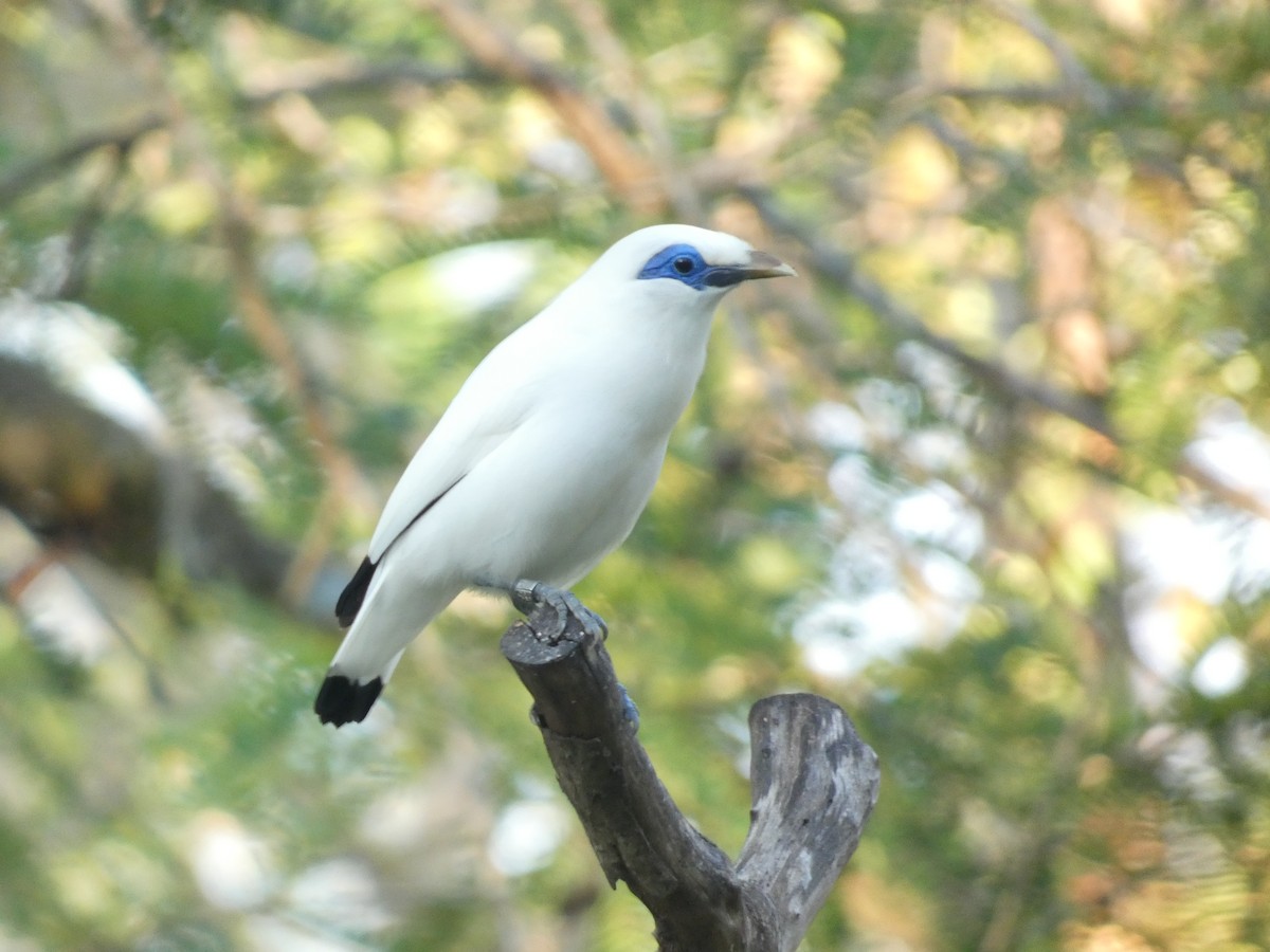 Bali Myna - ML640852859