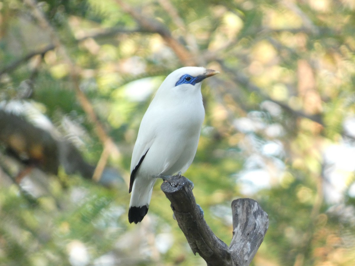 Bali Myna - ML640852862