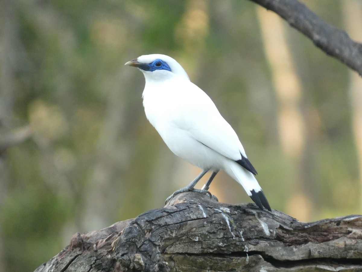 Bali Myna - ML640852863