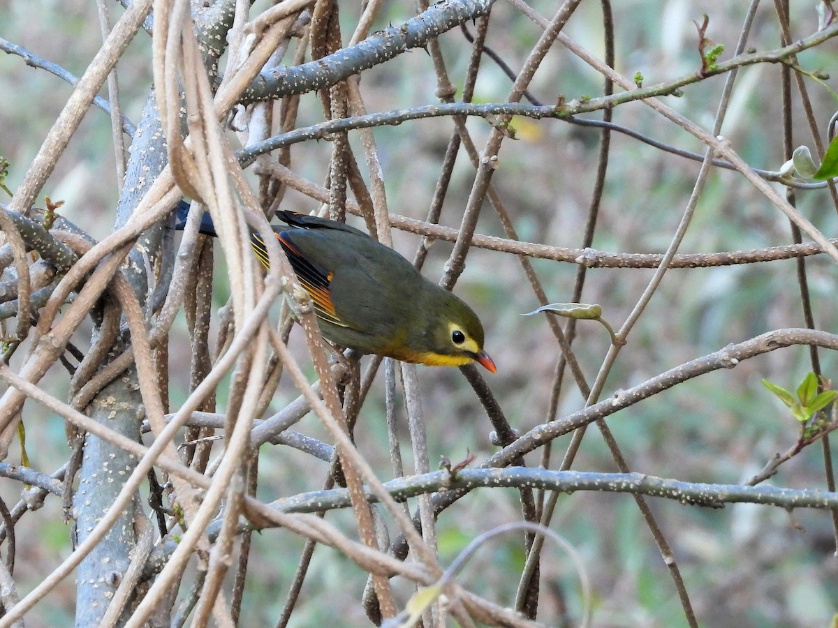 紅嘴相思鳥 - ML640852928