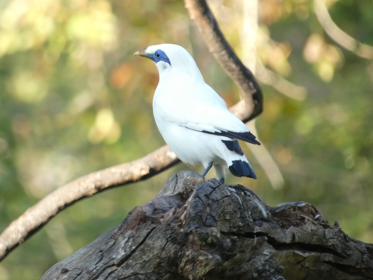 Bali Myna - ML640852931