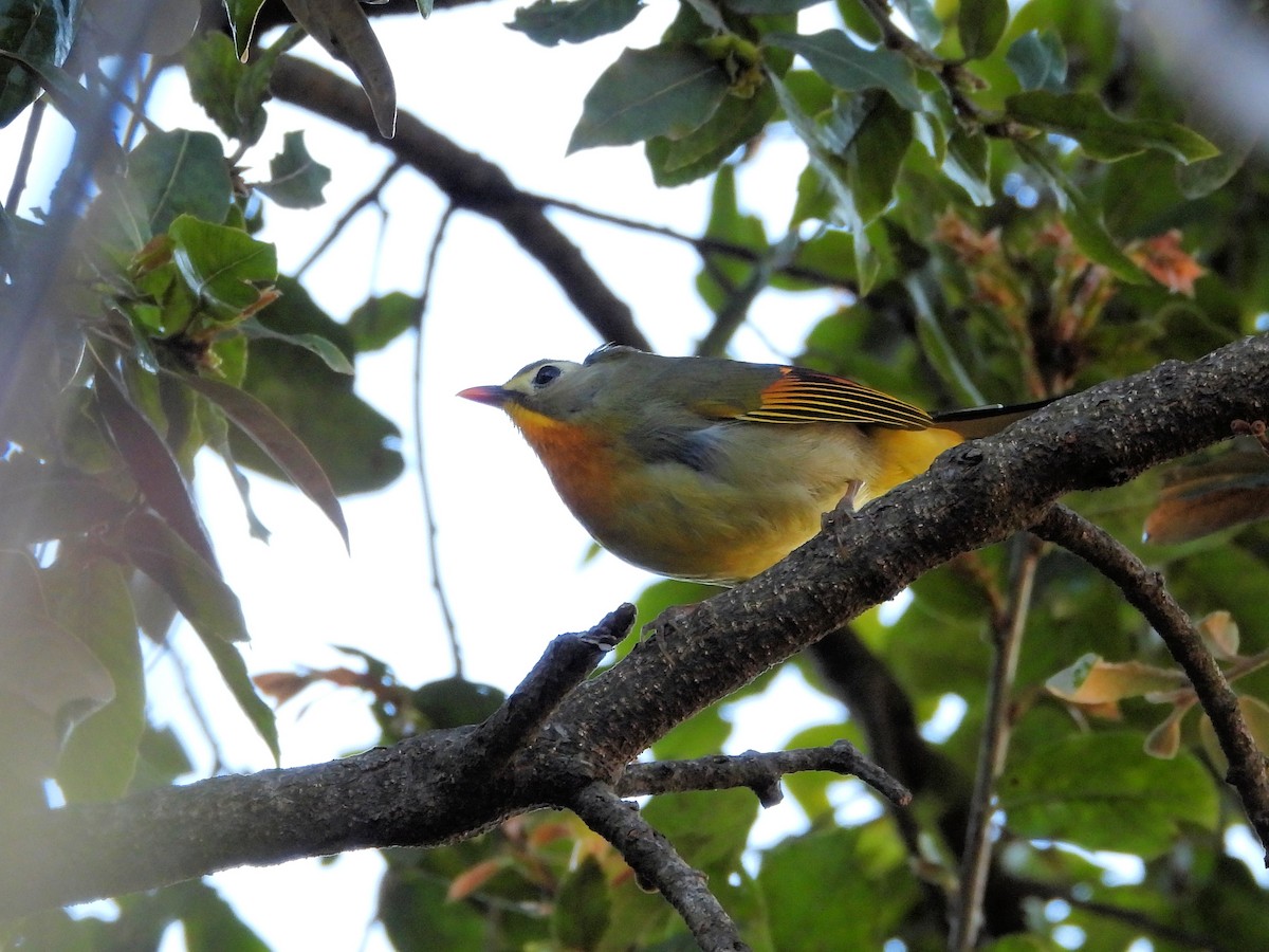 紅嘴相思鳥 - ML640852936
