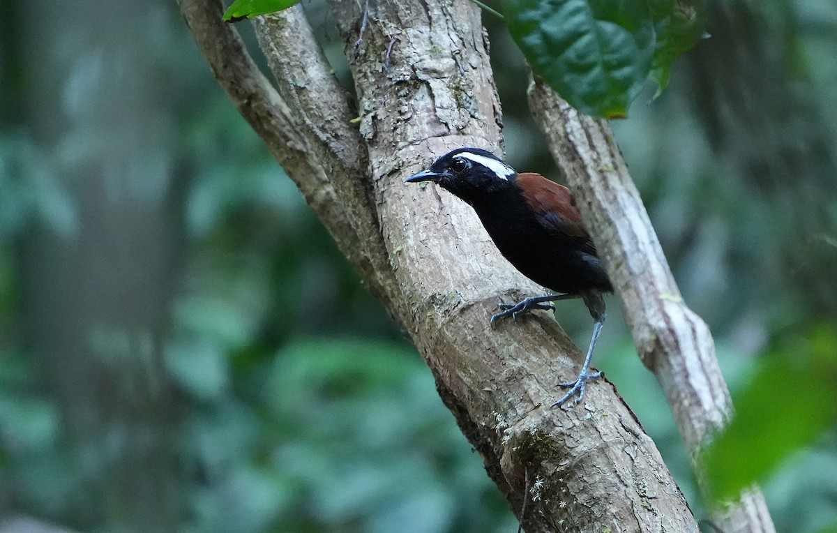 Black-bellied Gnateater - ML640852944