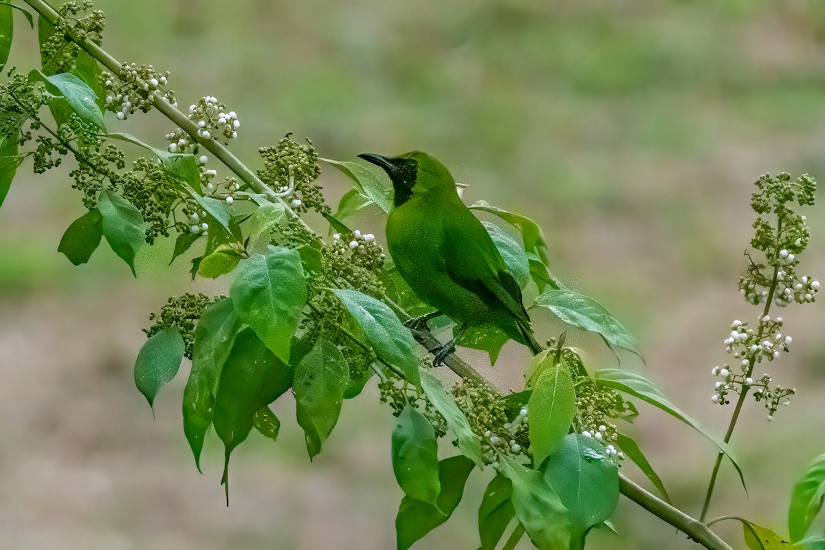Greater Green Leafbird - ML640852962