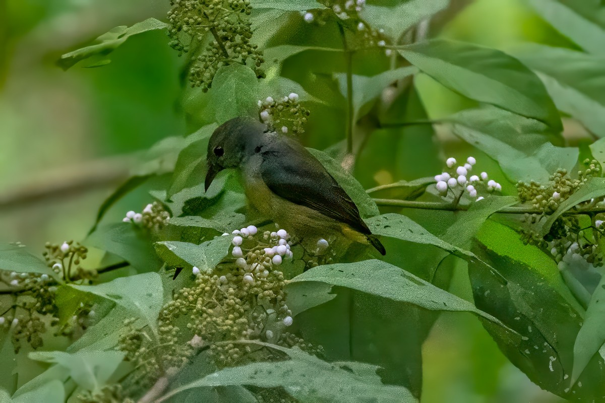 Orange-bellied Flowerpecker - ML640852963