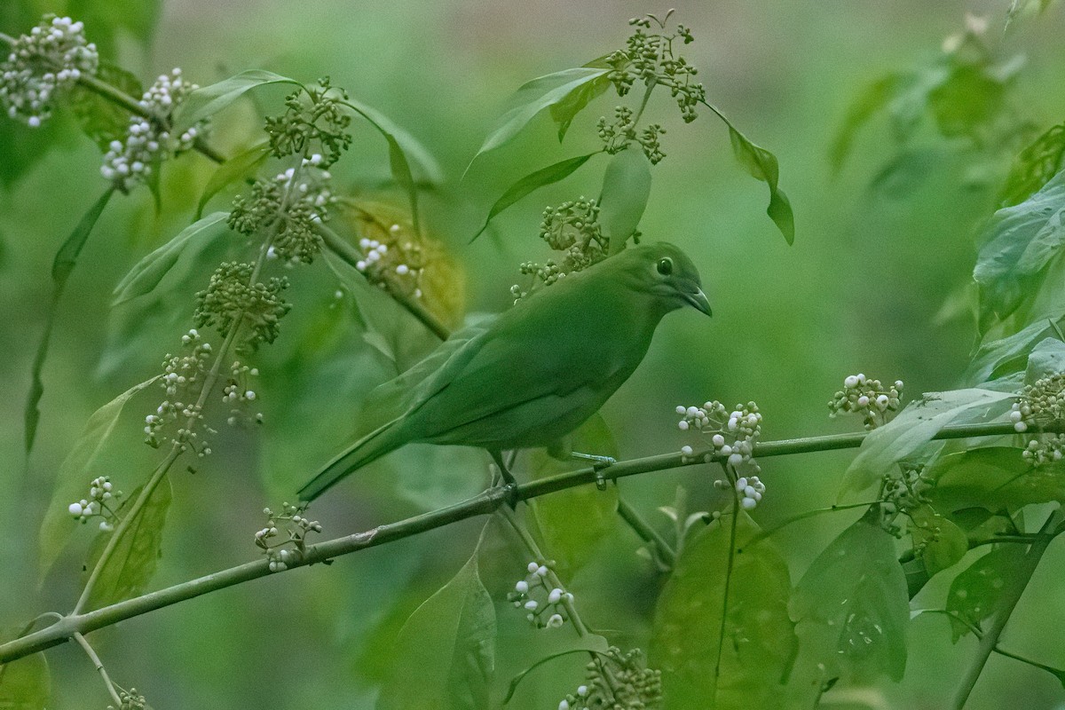 Greater Green Leafbird - ML640852965