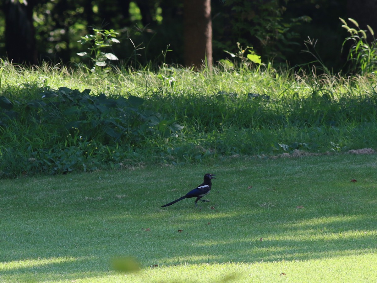 Oriental Magpie - ML640852983