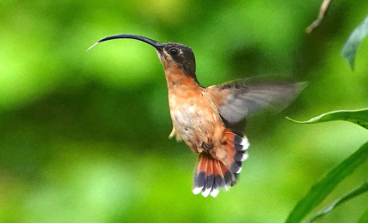 Bronzy Hermit - ML640852994