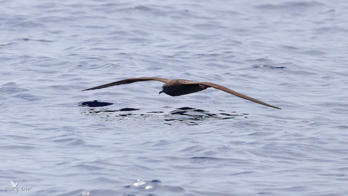 Wedge-tailed Shearwater - ML640853094