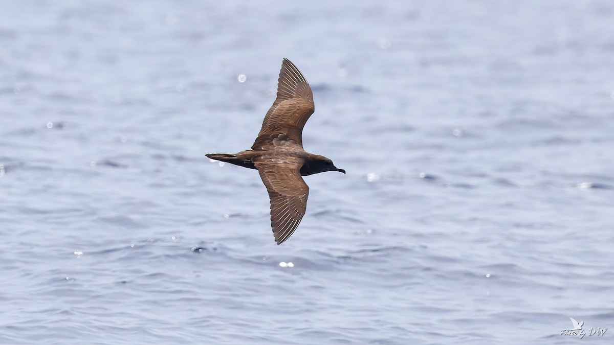 Wedge-tailed Shearwater - ML640853096