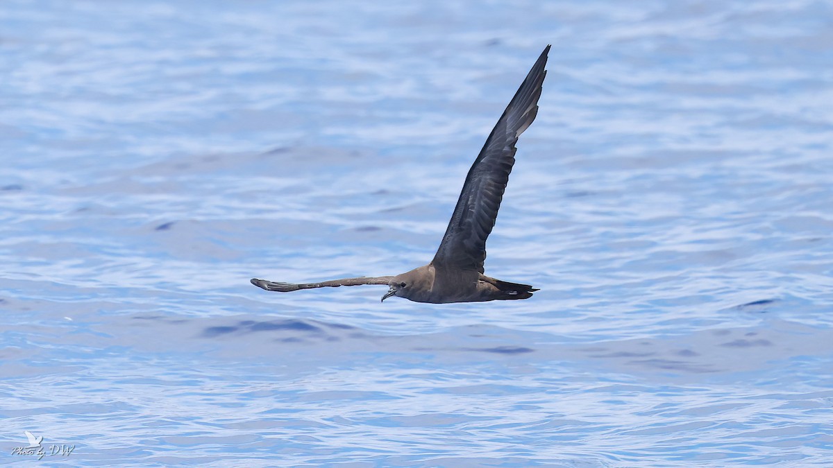 Wedge-tailed Shearwater - ML640853097