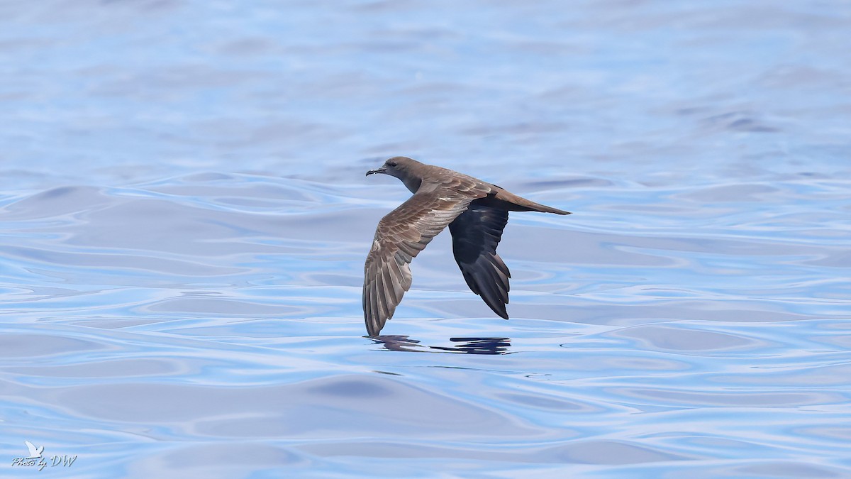 Wedge-tailed Shearwater - ML640853099