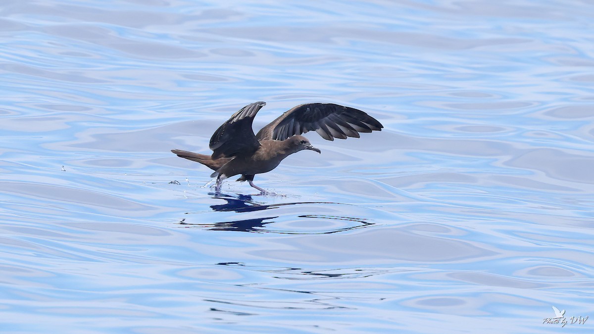 Wedge-tailed Shearwater - ML640853100